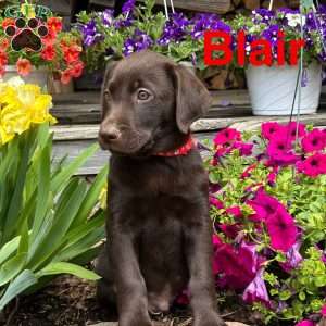 Blair, Chocolate Labrador Retriever Puppy